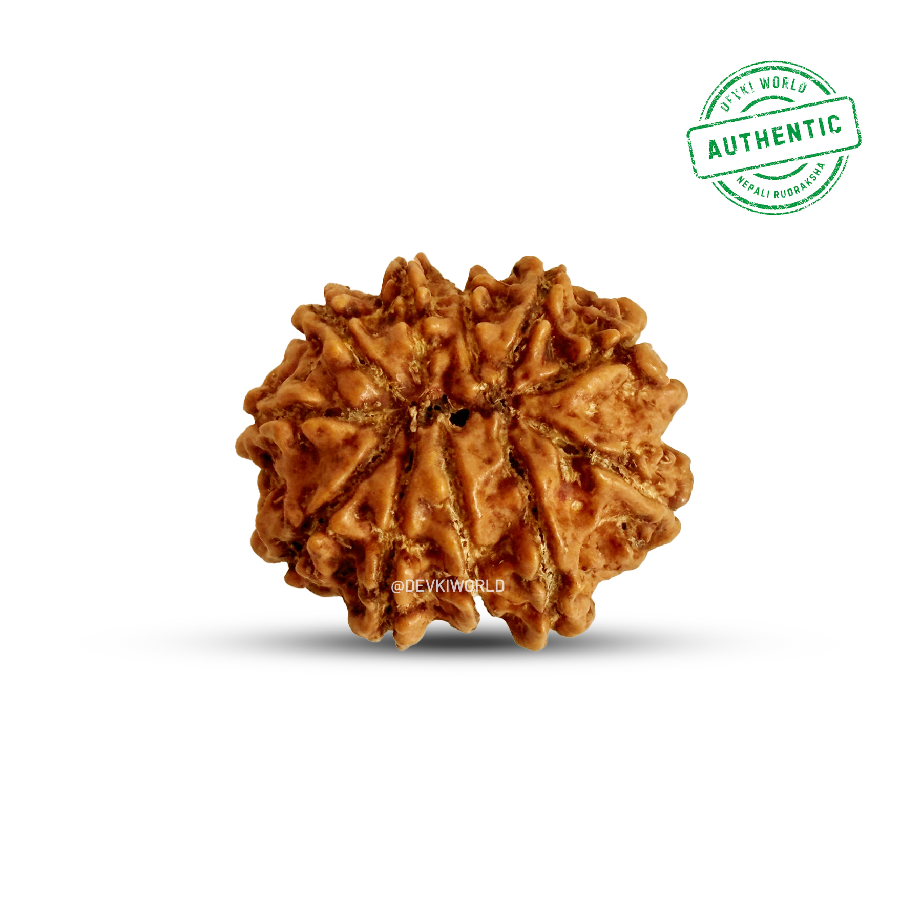 11 Mukhi Rudraksha