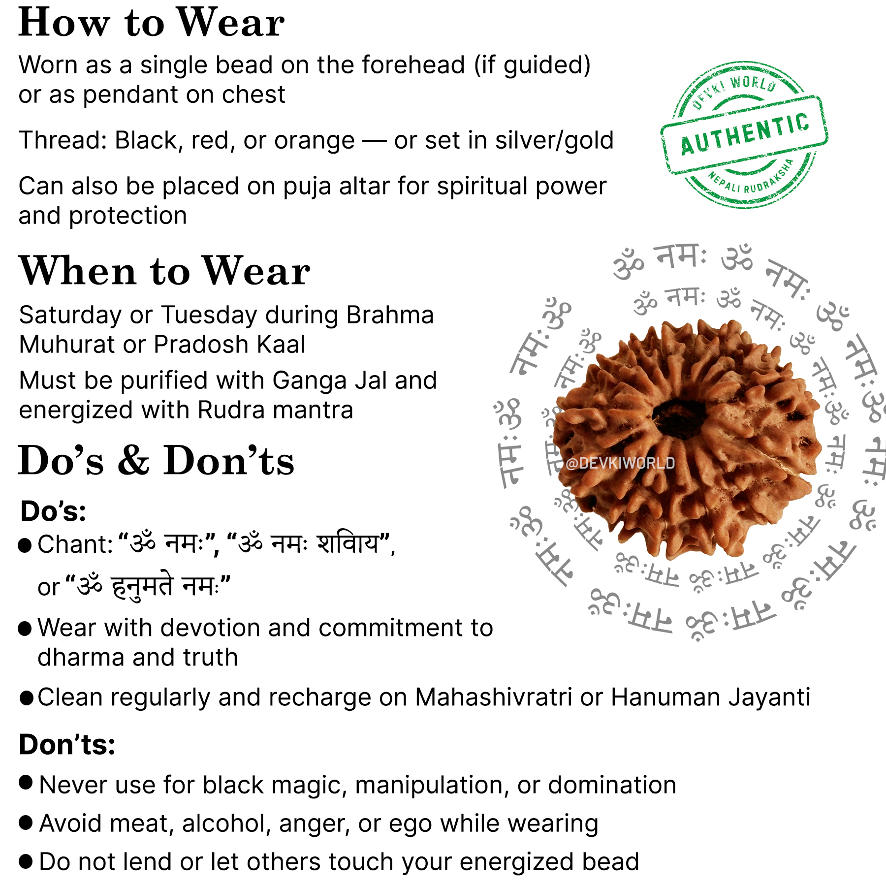14 Mukhi Rudraksha