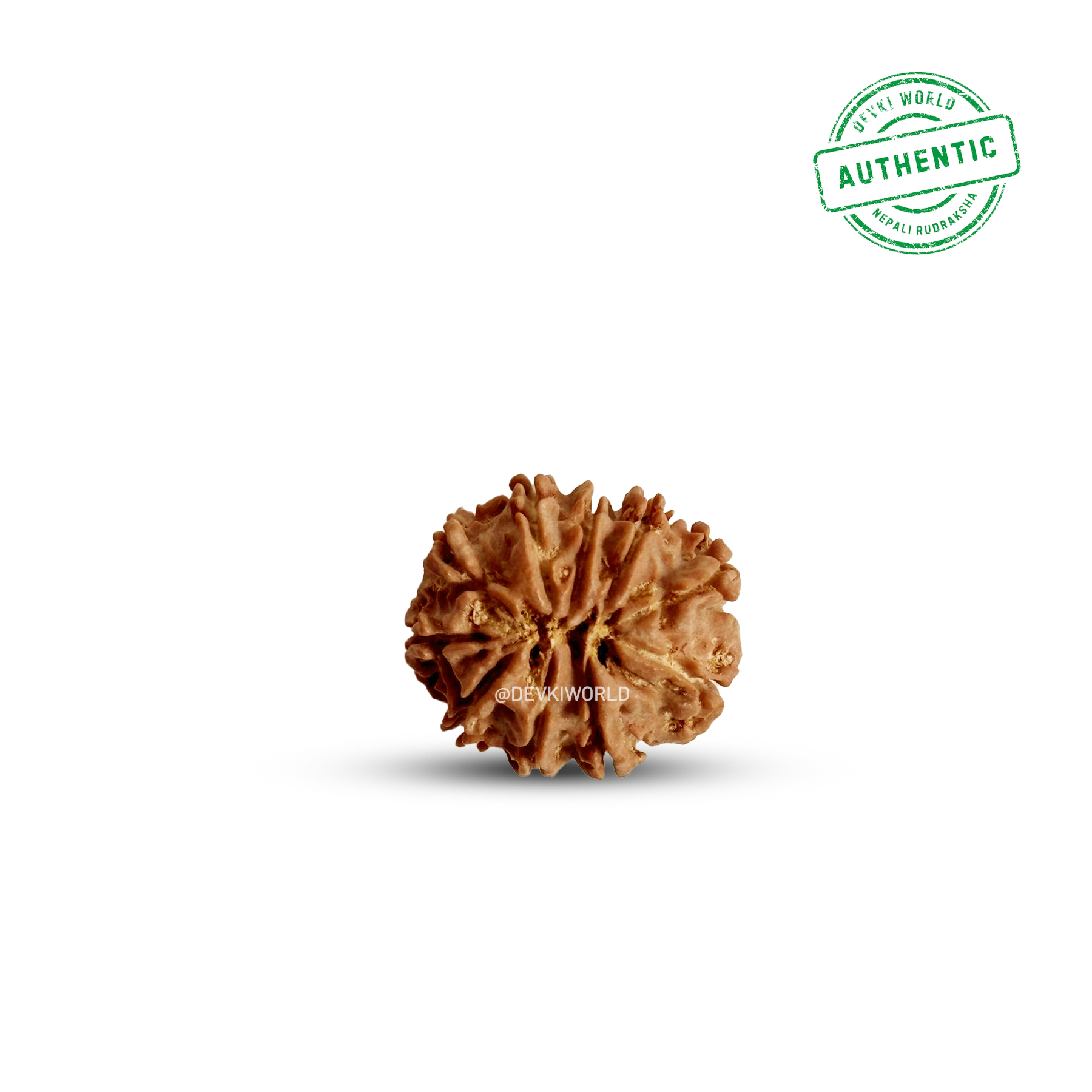 4 Mukhi Rudraksha