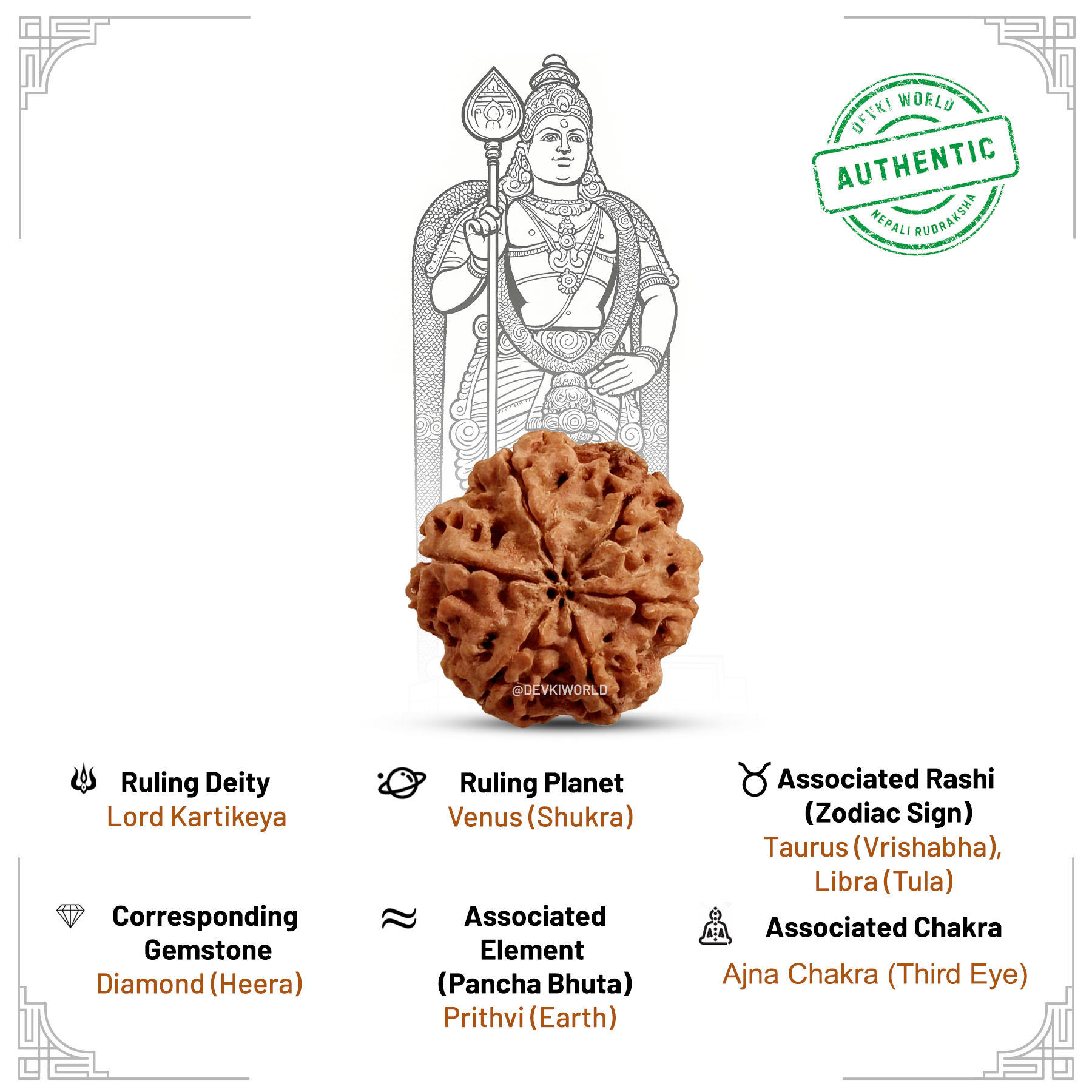 6 Mukhi Rudraksha