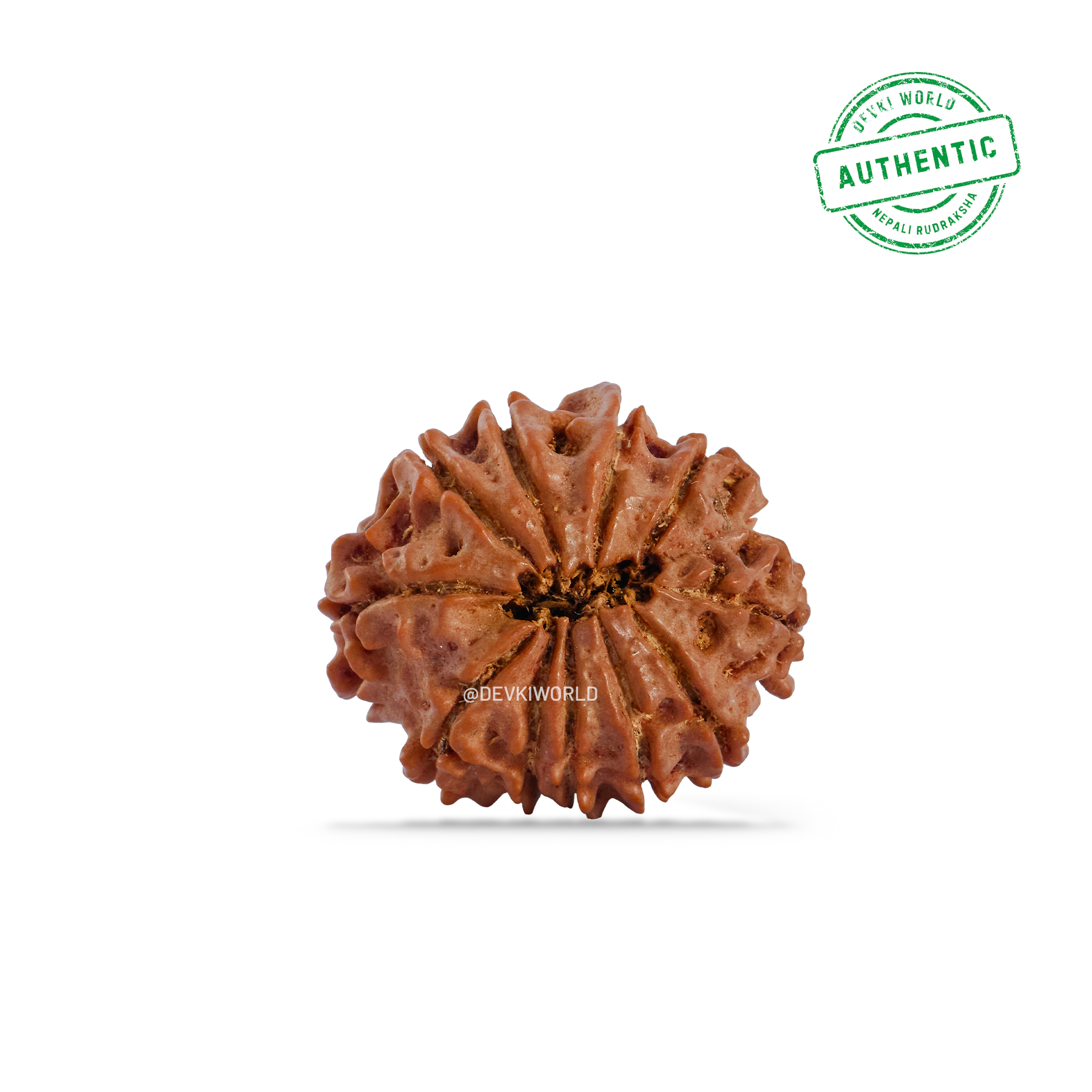 11 Mukhi Rudraksha