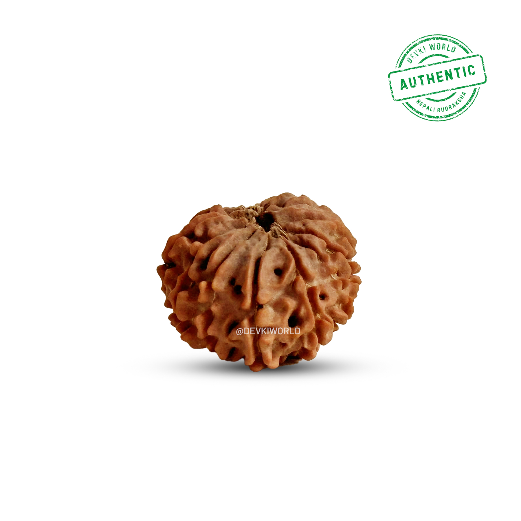 14 Mukhi Rudraksha