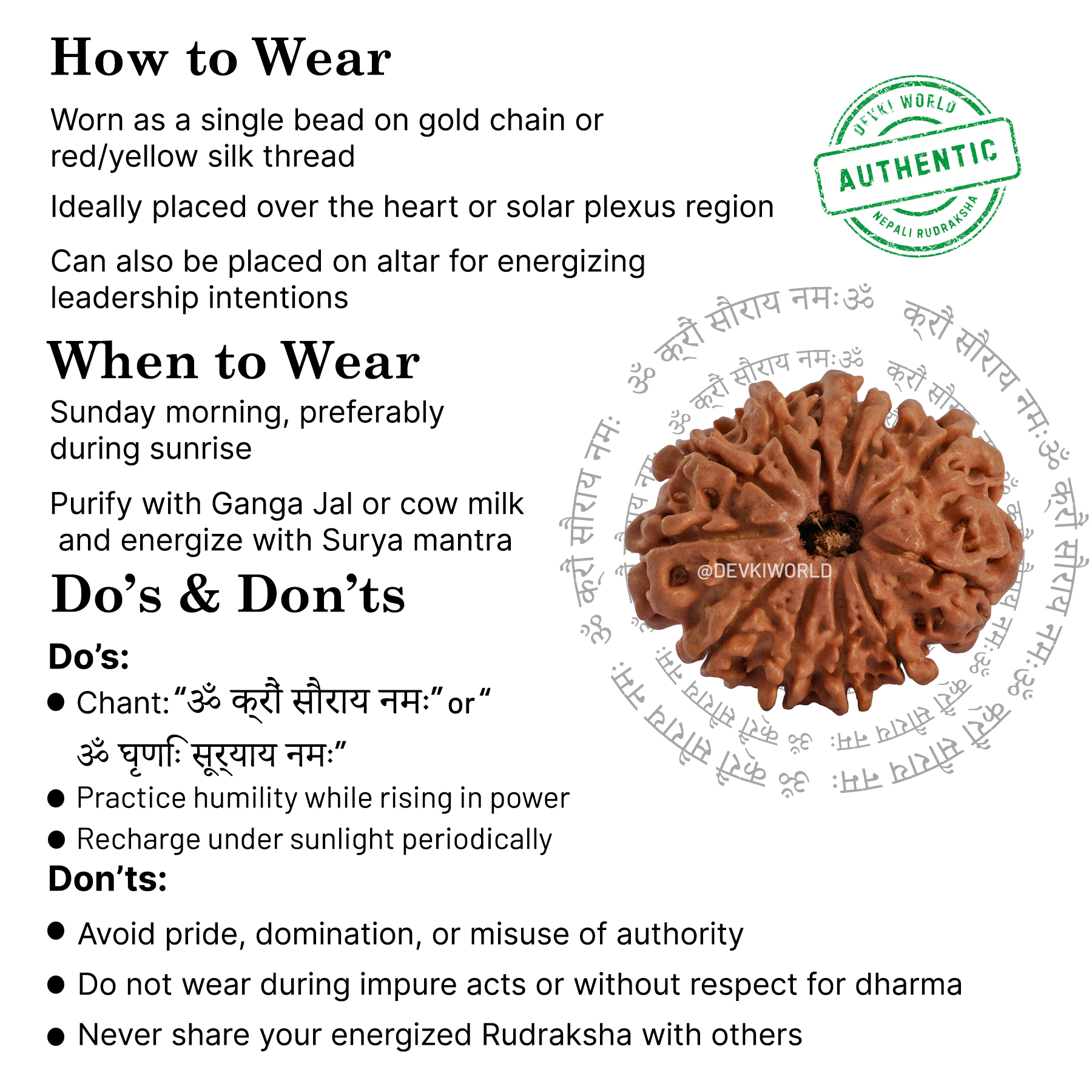 12 Mukhi Rudraksha