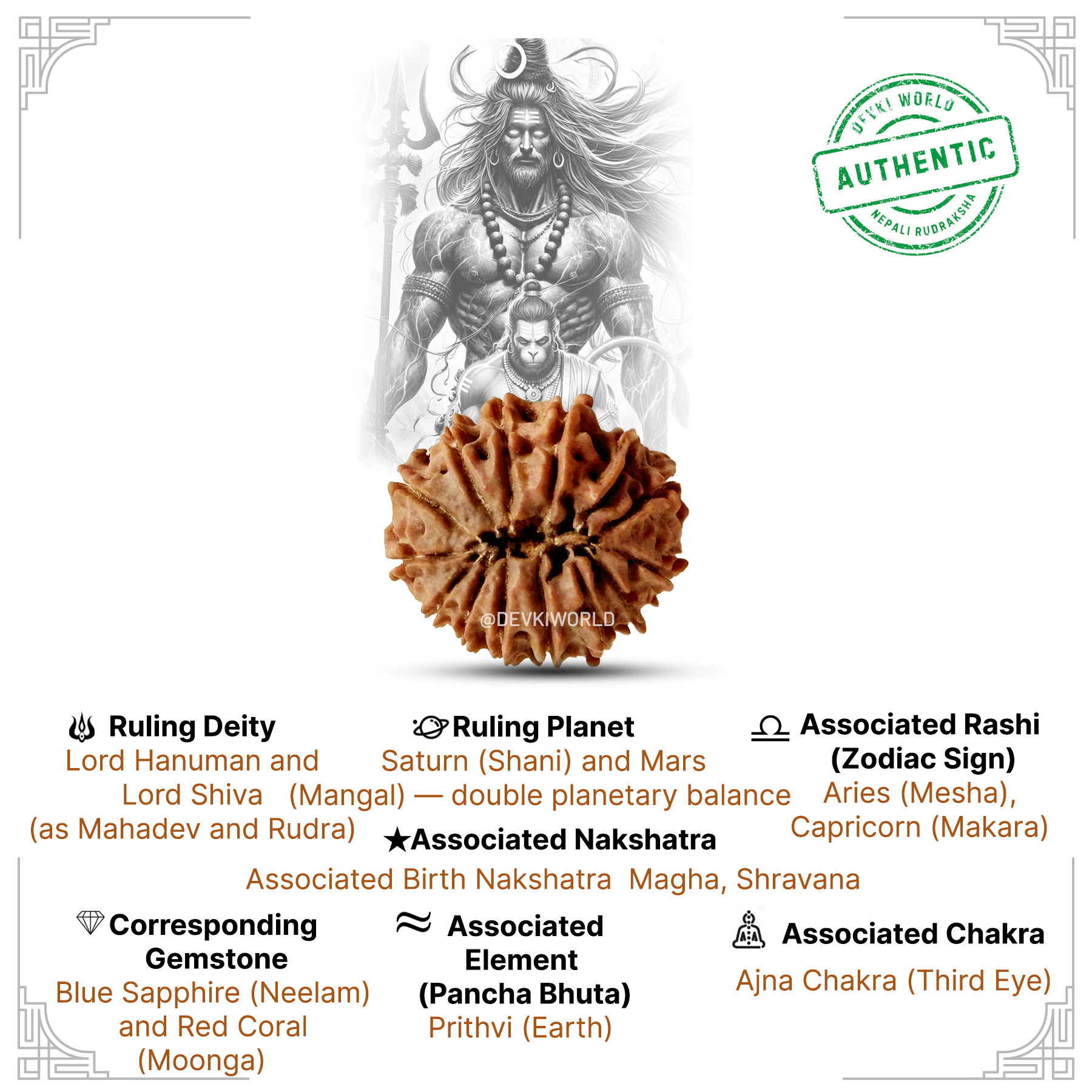 14 Mukhi Rudraksha