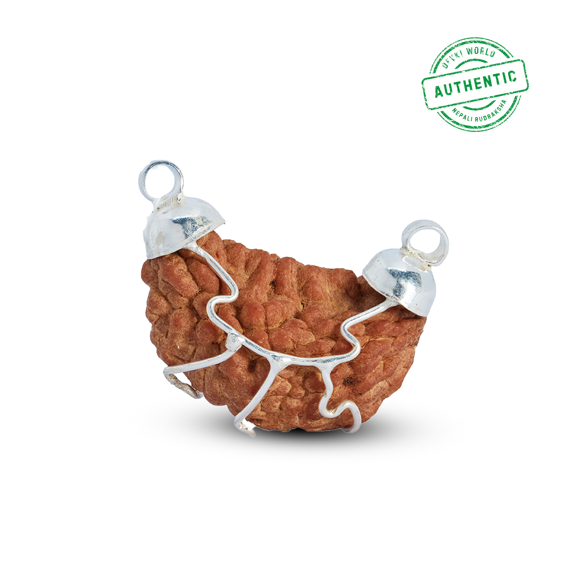 1 Mukhi Rudraksha Indian