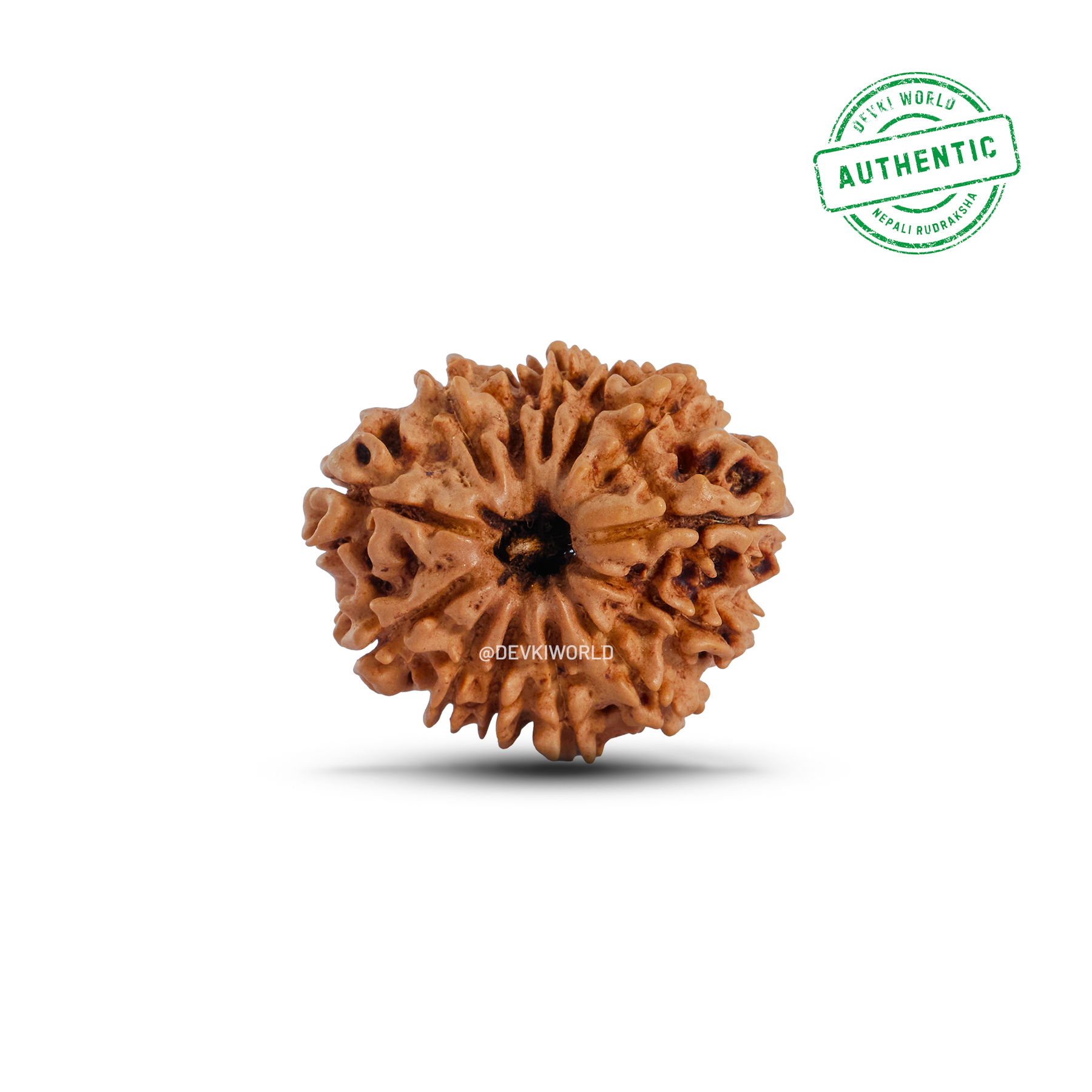 13 Mukhi Rudraksha
