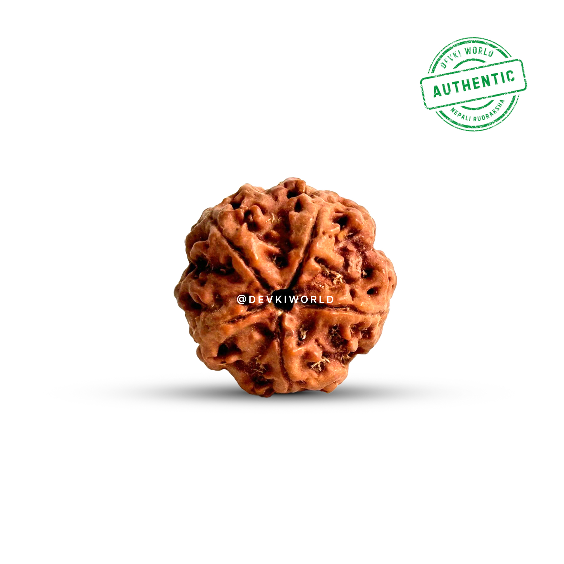 5 Mukhi Rudraksha