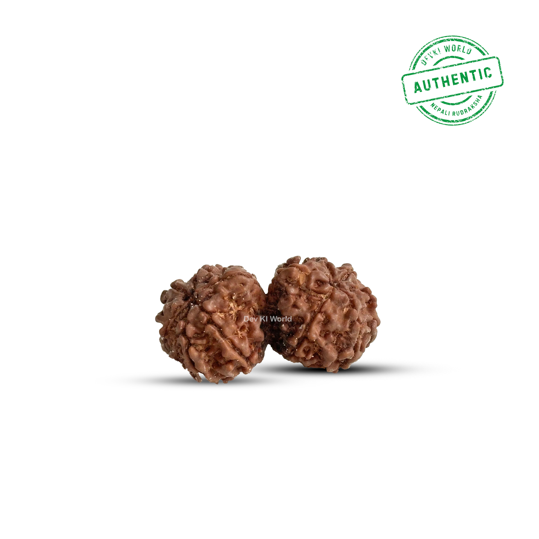 Gauri Shankar Rudraksha