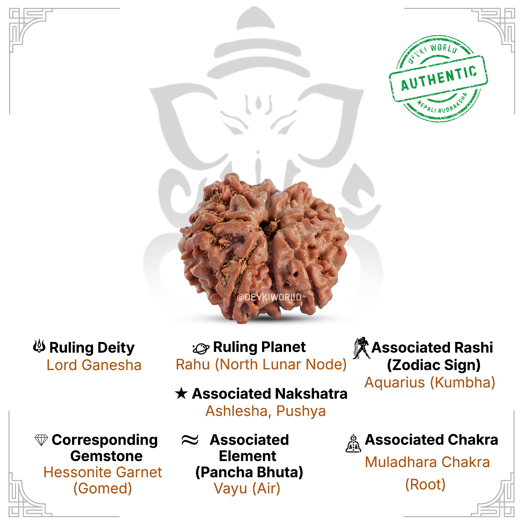 8 Mukhi Rudraksha