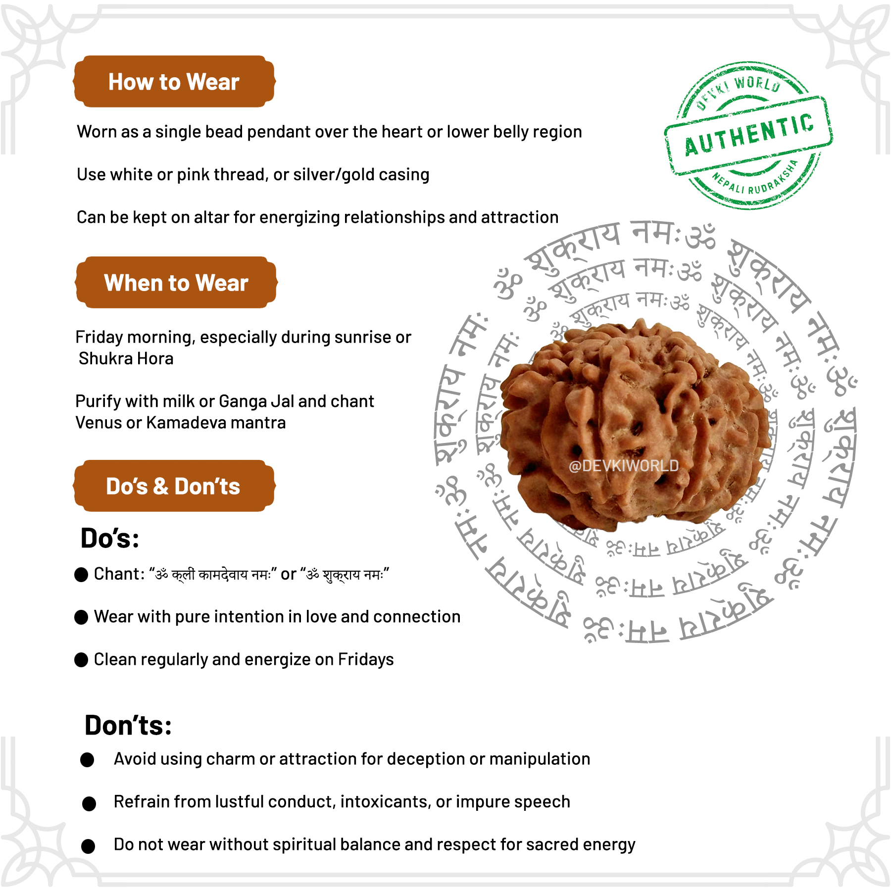 13 Mukhi Rudraksha