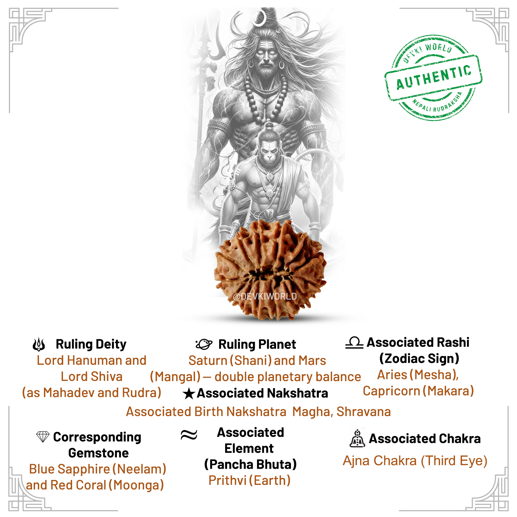 14 Mukhi Rudraksha