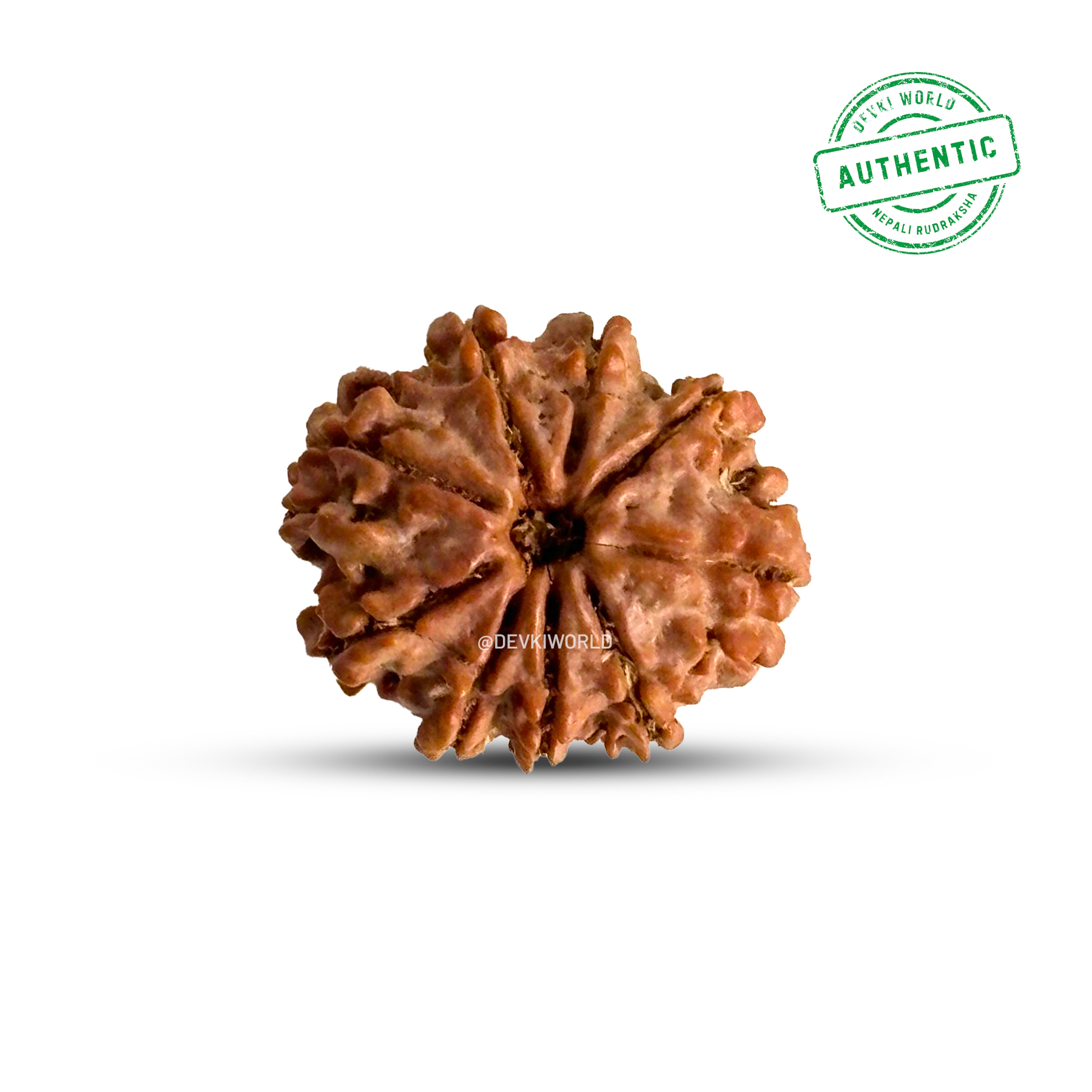 9 Mukhi Rudraksha