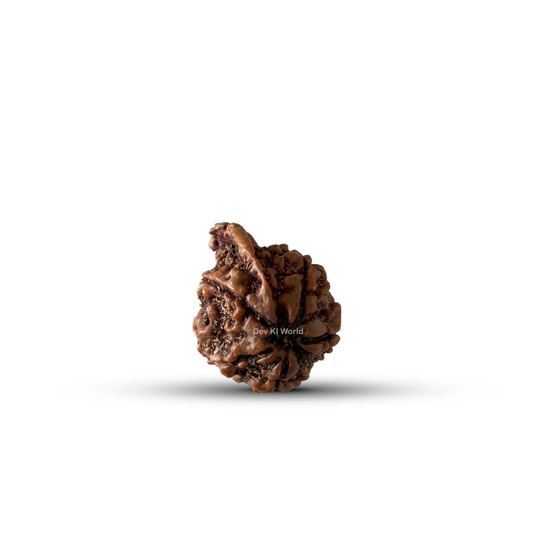 Ganesh Rudraksha