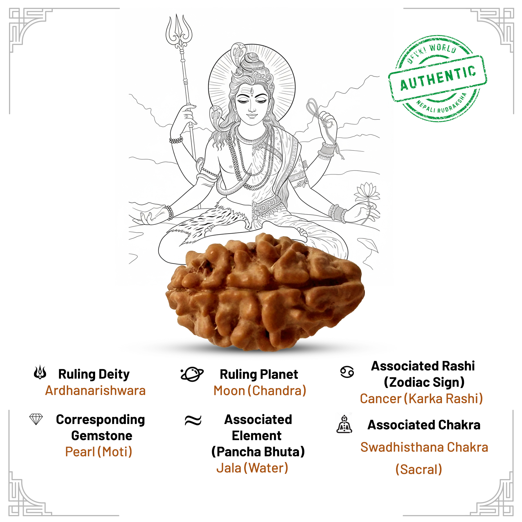 2 Mukhi Rudraksha