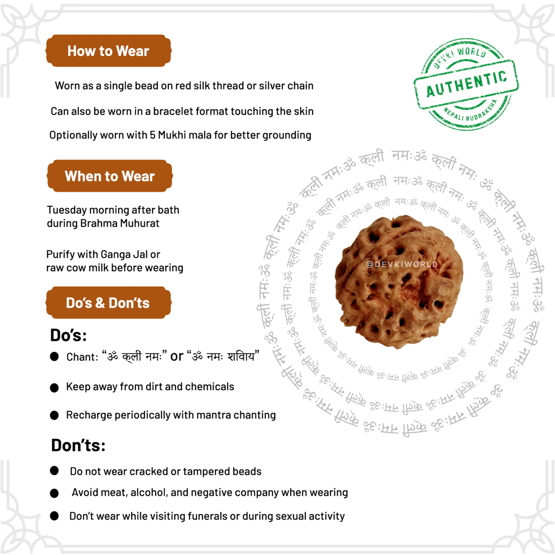 3 Mukhi Rudraksha