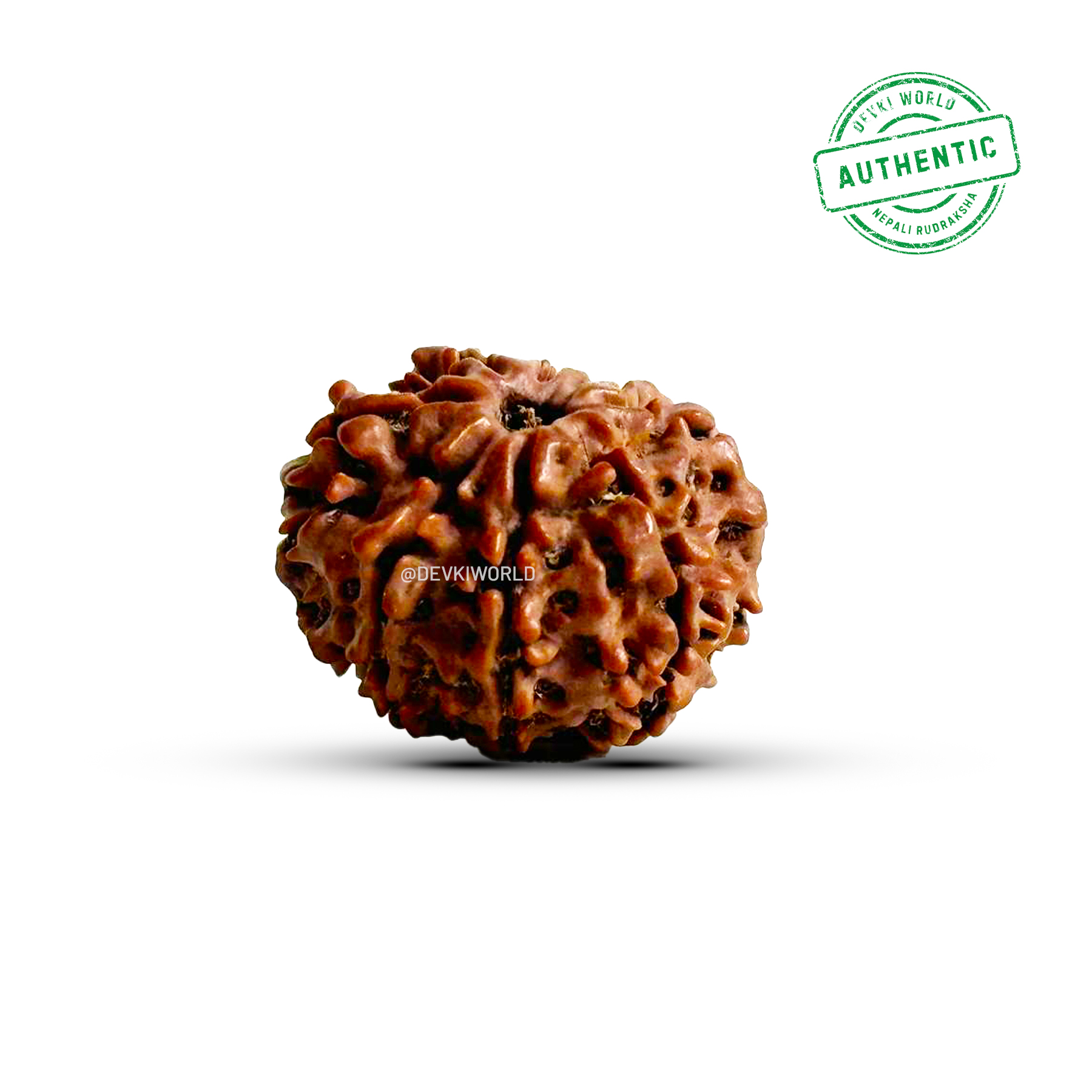 8 Mukhi Rudraksha