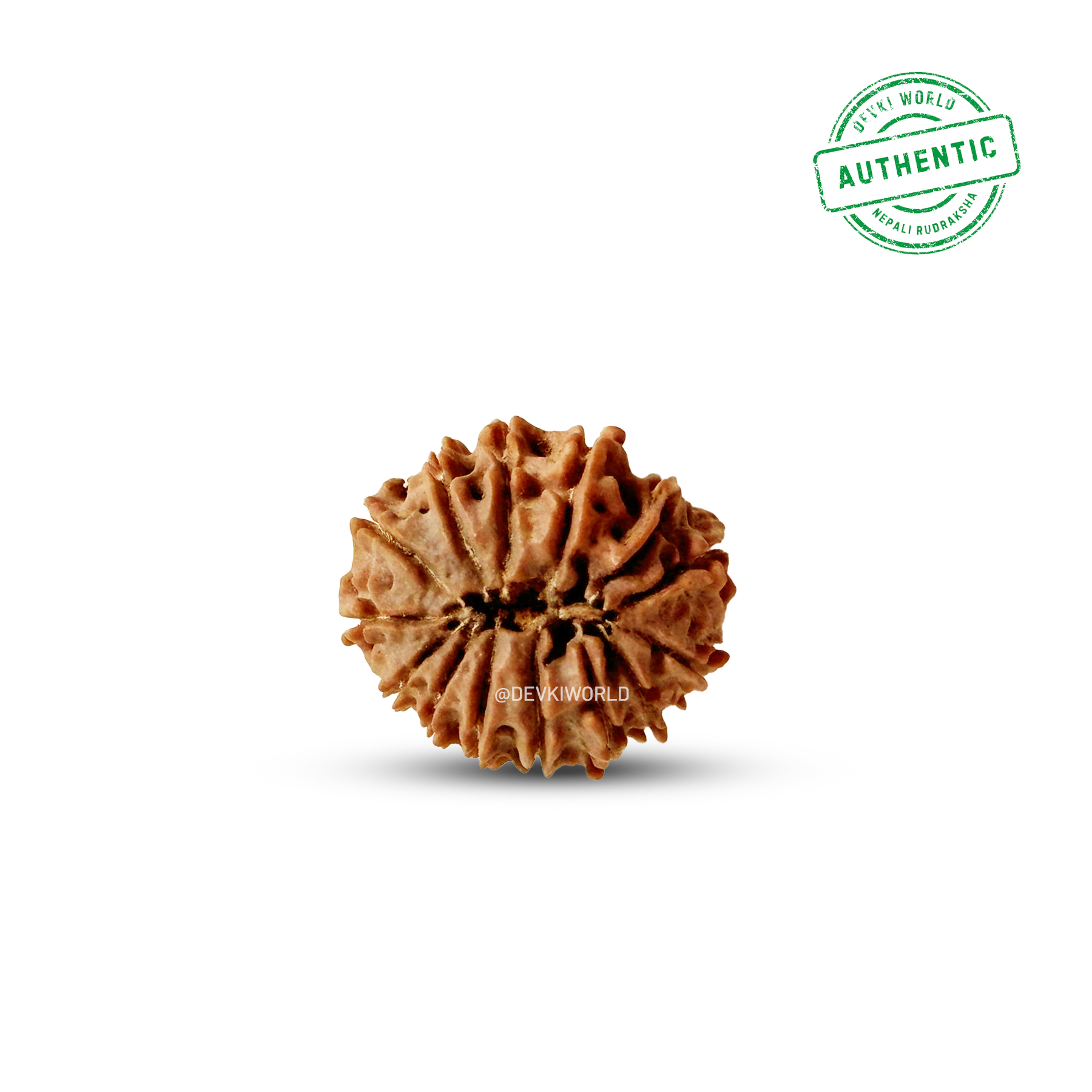 13 Mukhi Rudraksha