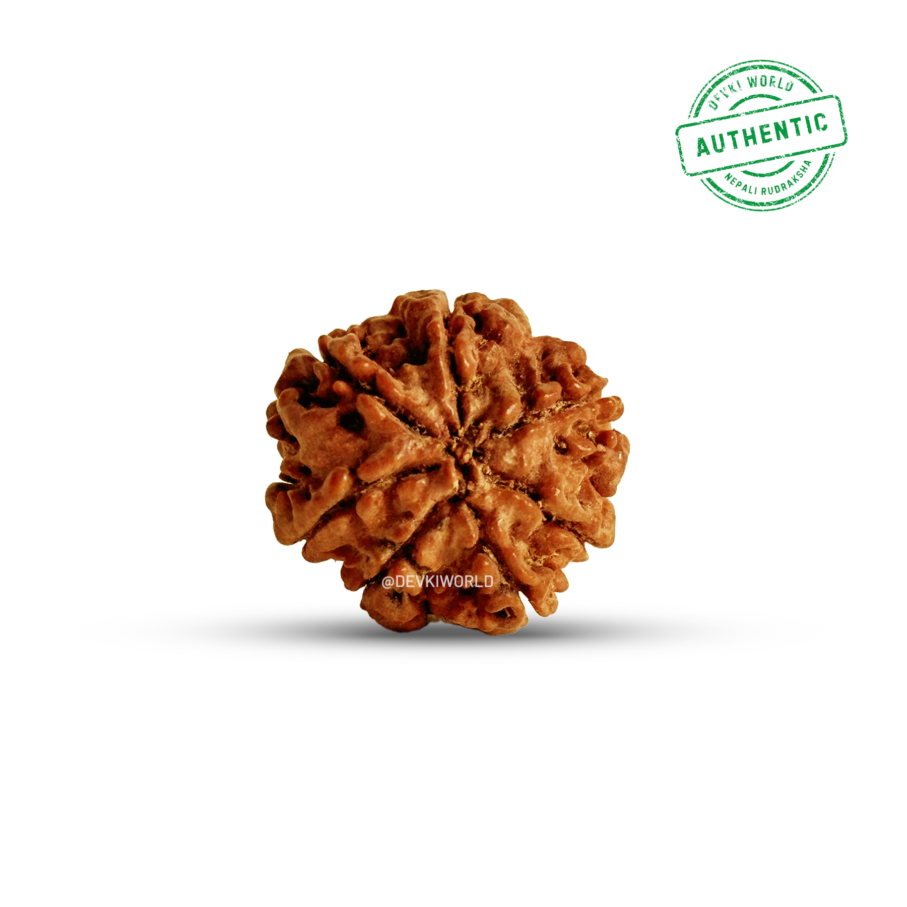 7 Mukhi Rudraksha