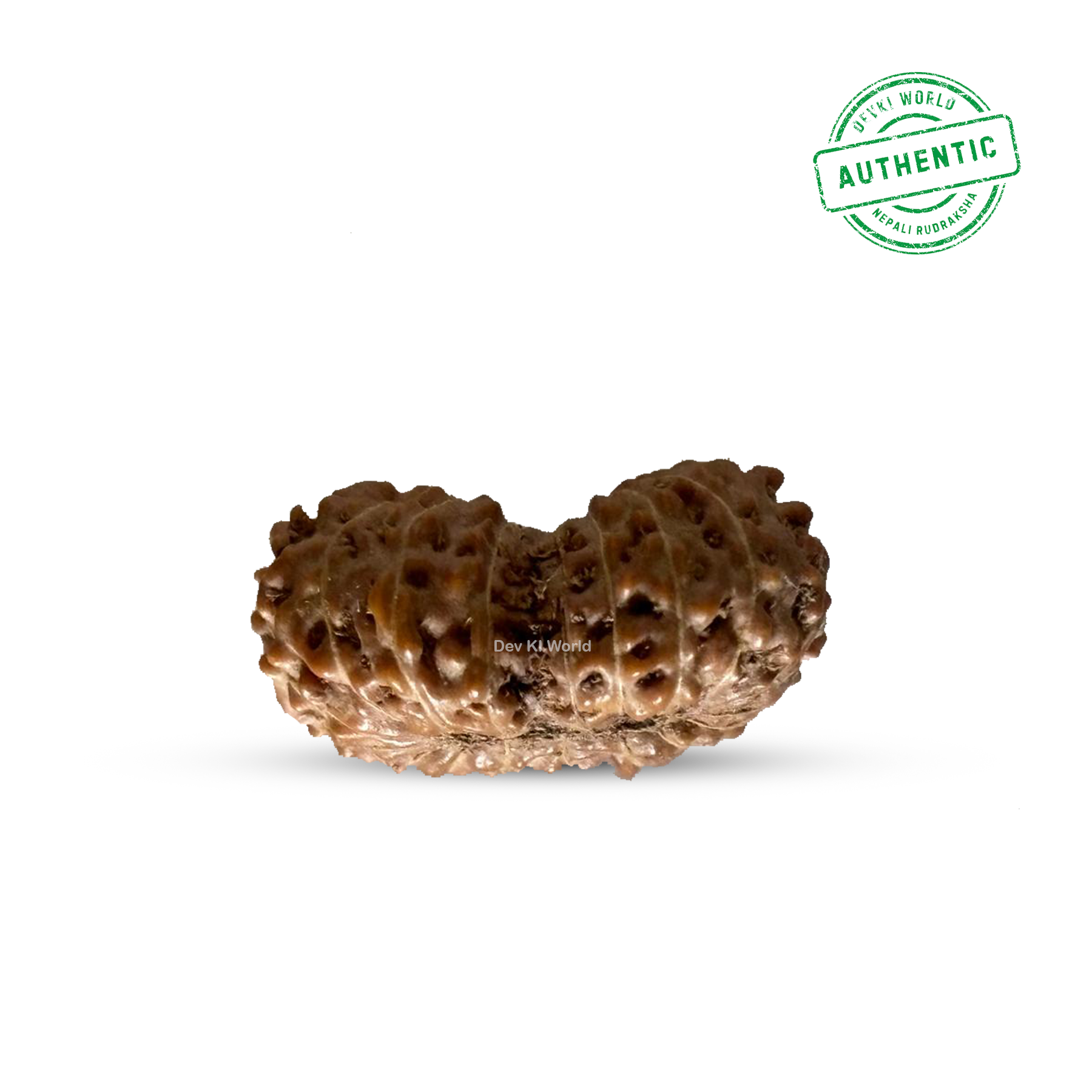 18 Mukhi Rudraksha