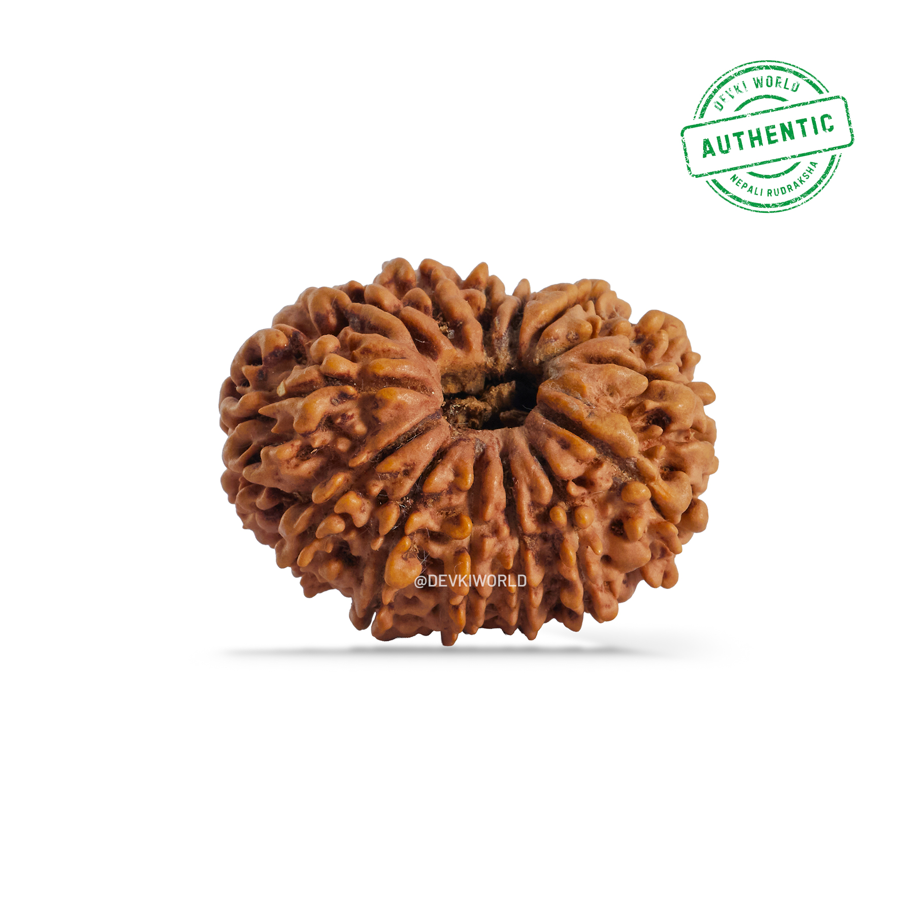 14 Mukhi Rudraksha