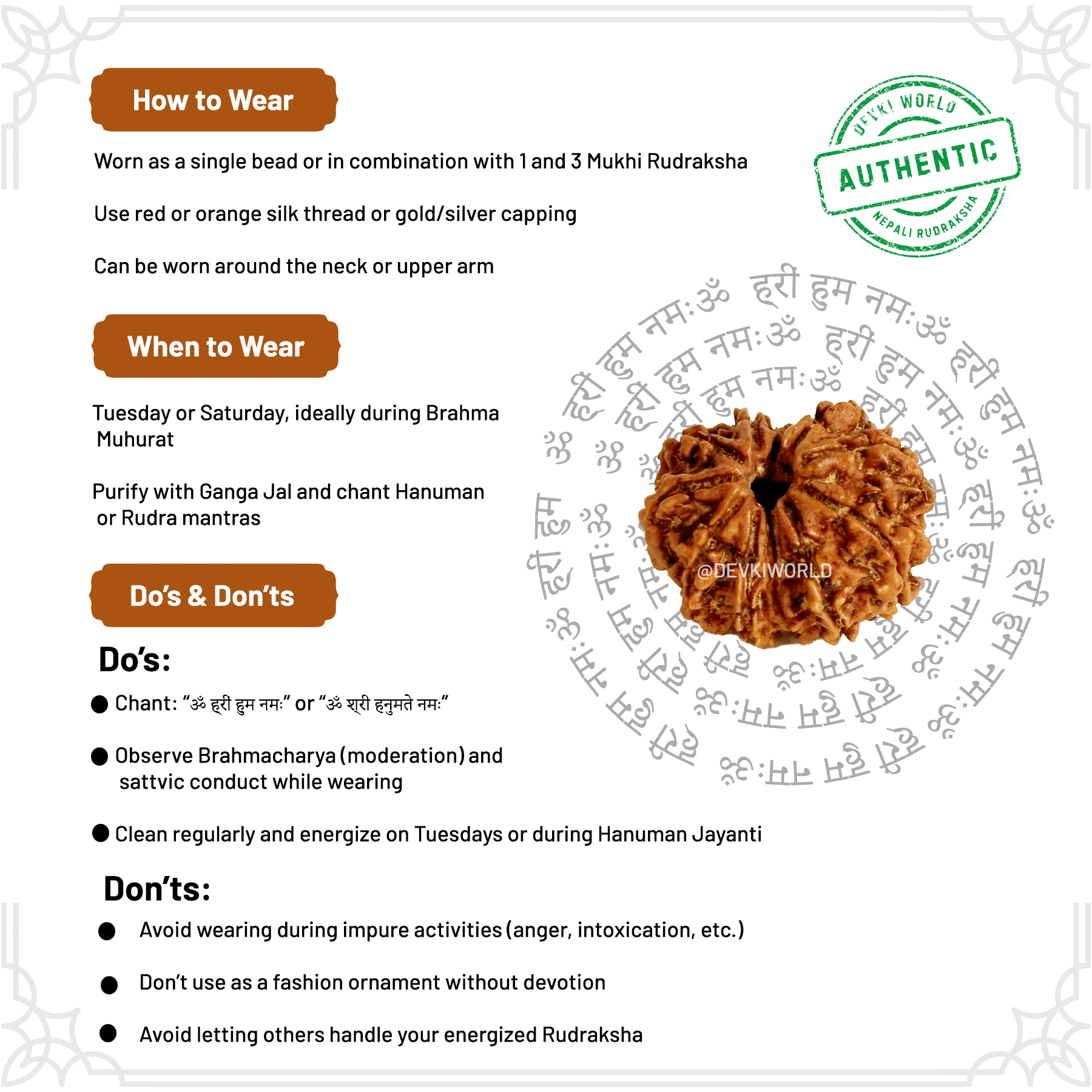 11 Mukhi Rudraksha