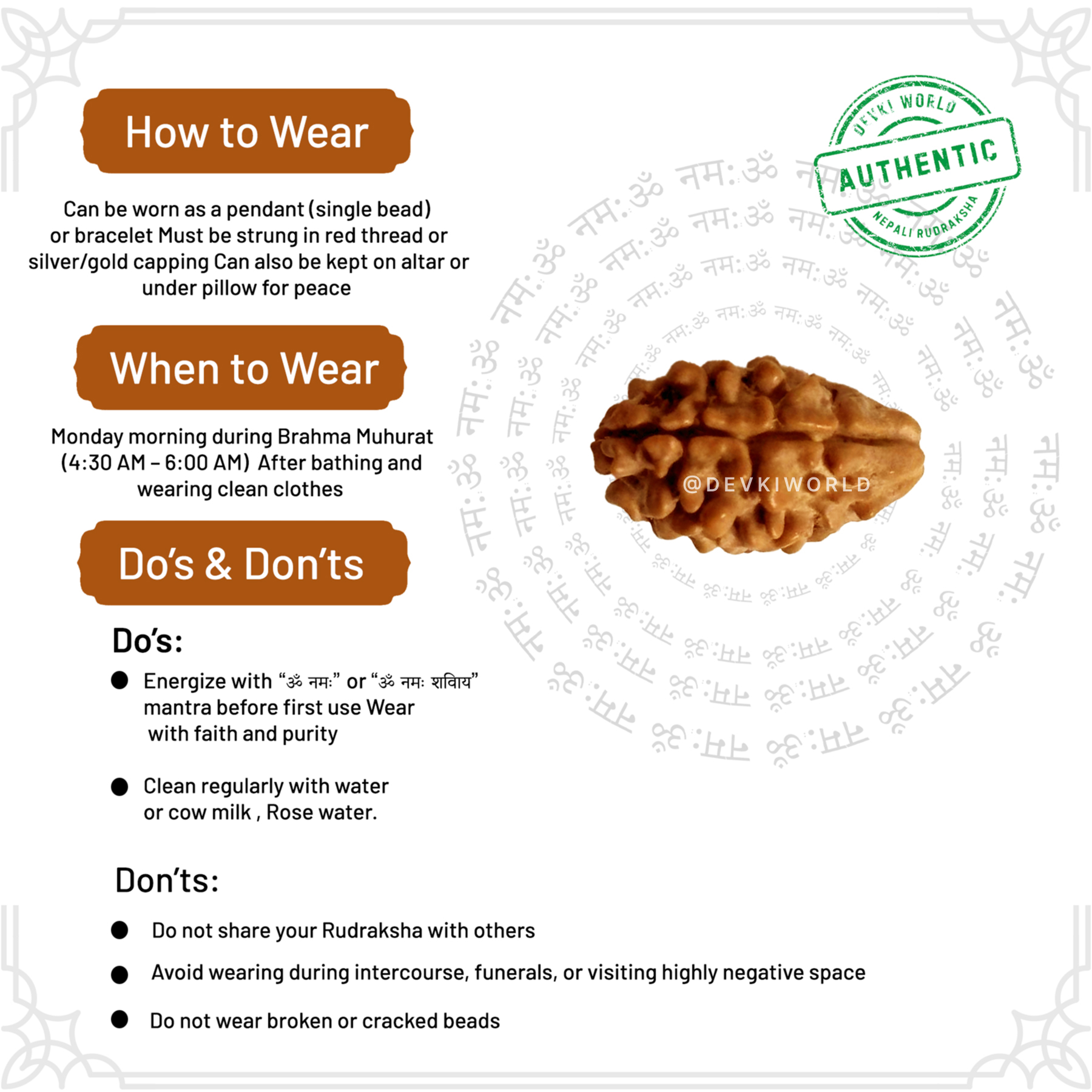 2 Mukhi Rudraksha