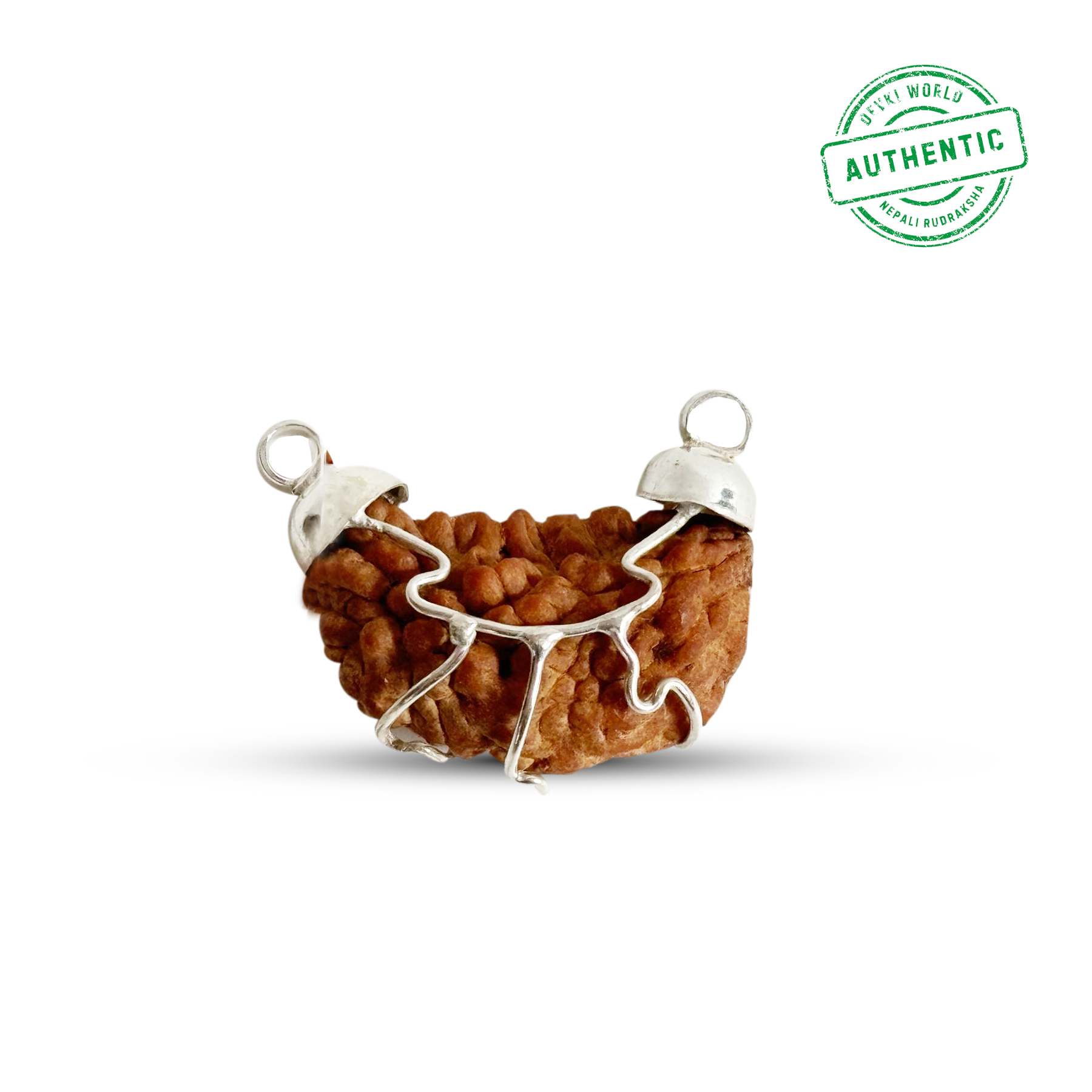 1 Mukhi Rudraksha Indian