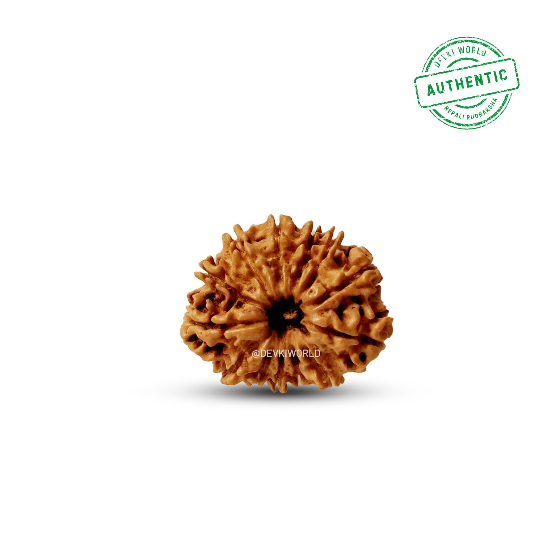 12 Mukhi Rudraksha