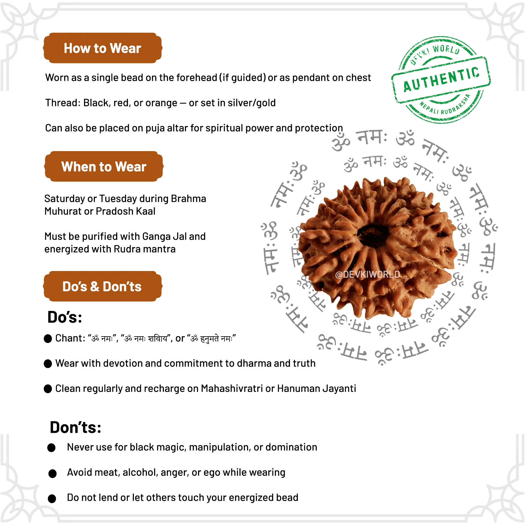 14 Mukhi Rudraksha