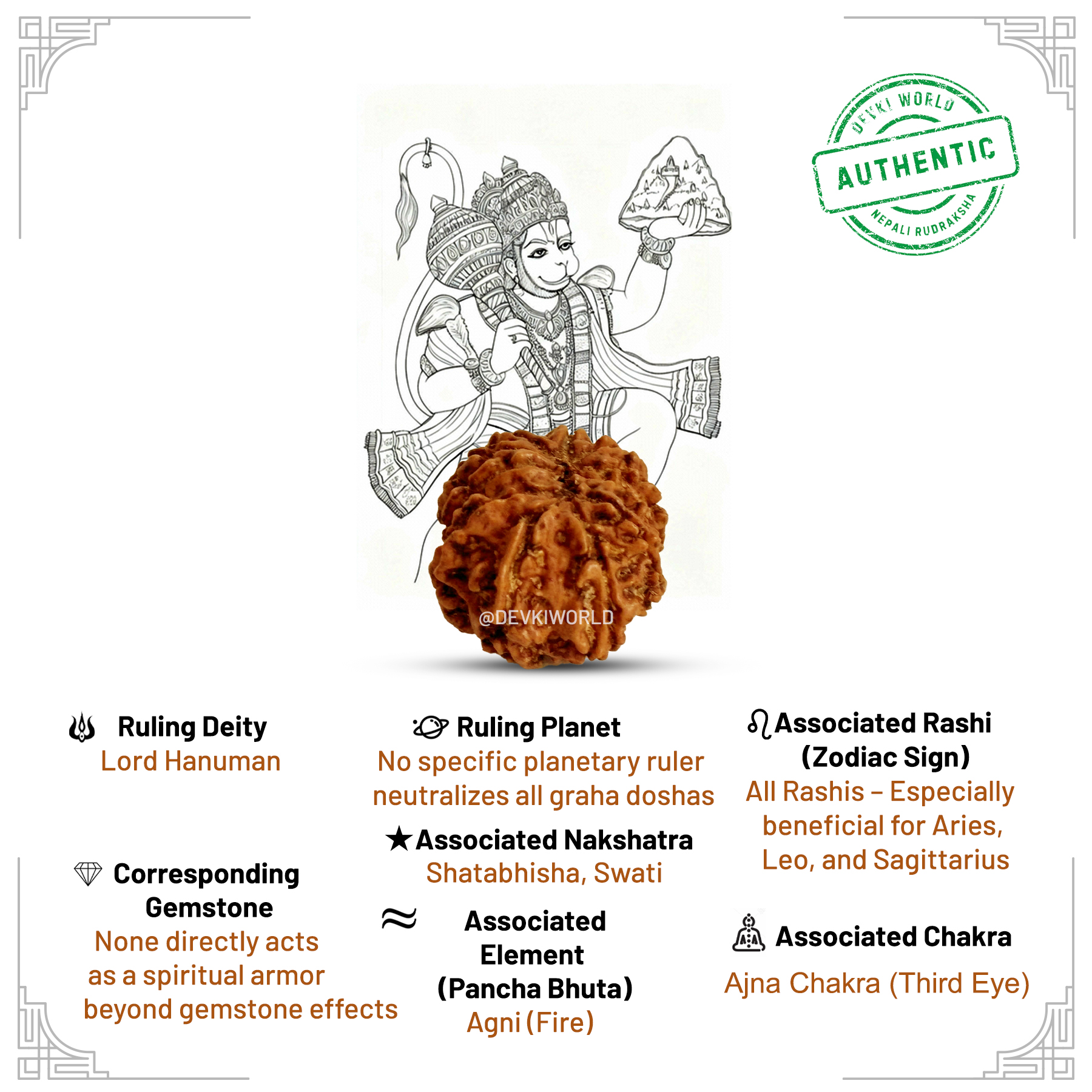 11 Mukhi Rudraksha
