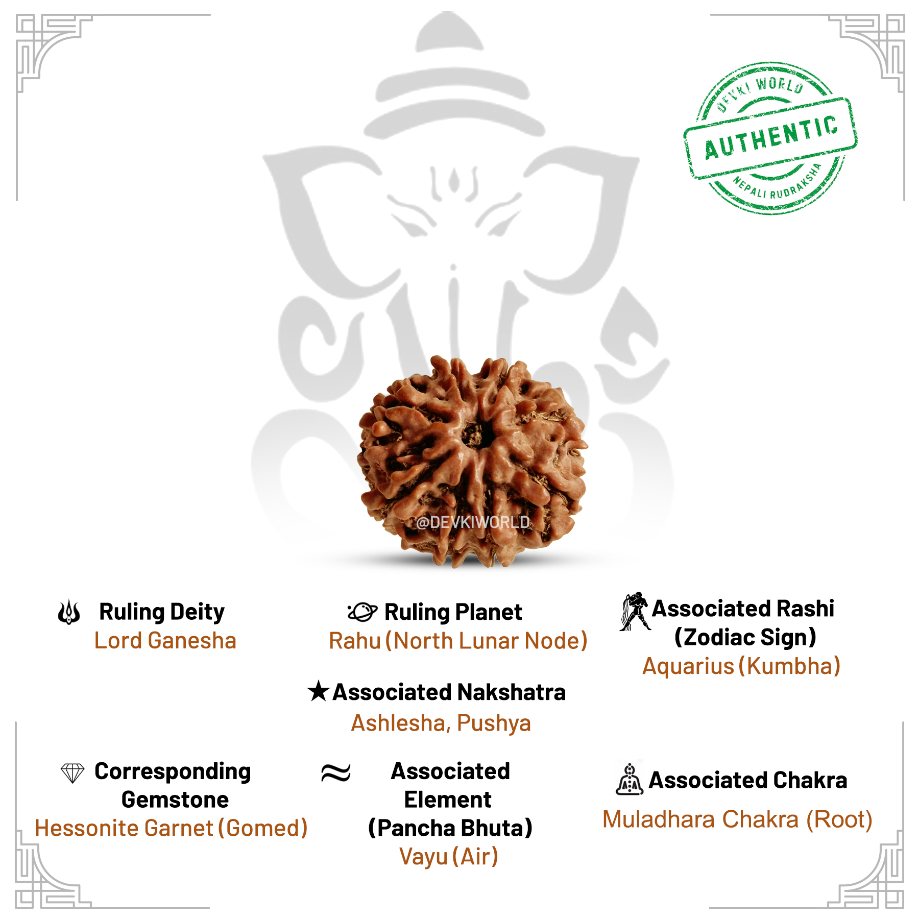 8 Mukhi Rudraksha